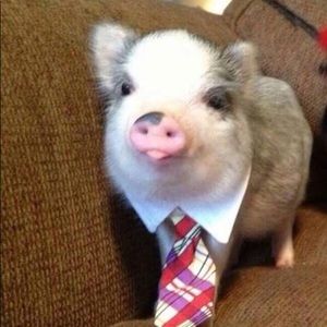 Meet your Posher, Brent